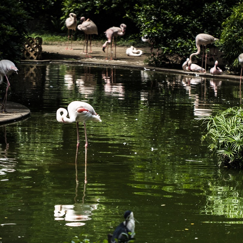 Flamingo friends at Kowloon Park