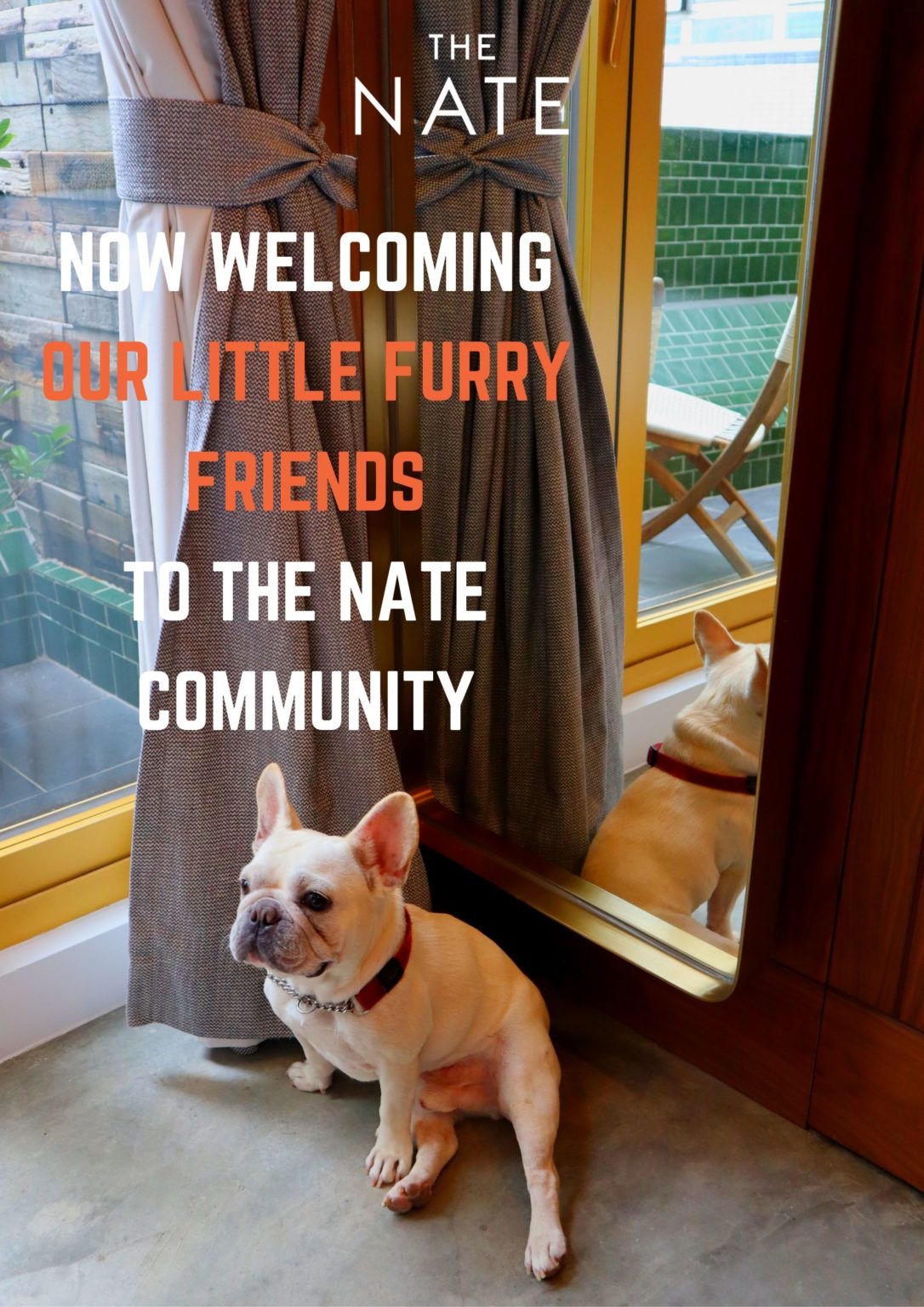 Petfriendly serviced apartments in Hong Kong The Nate