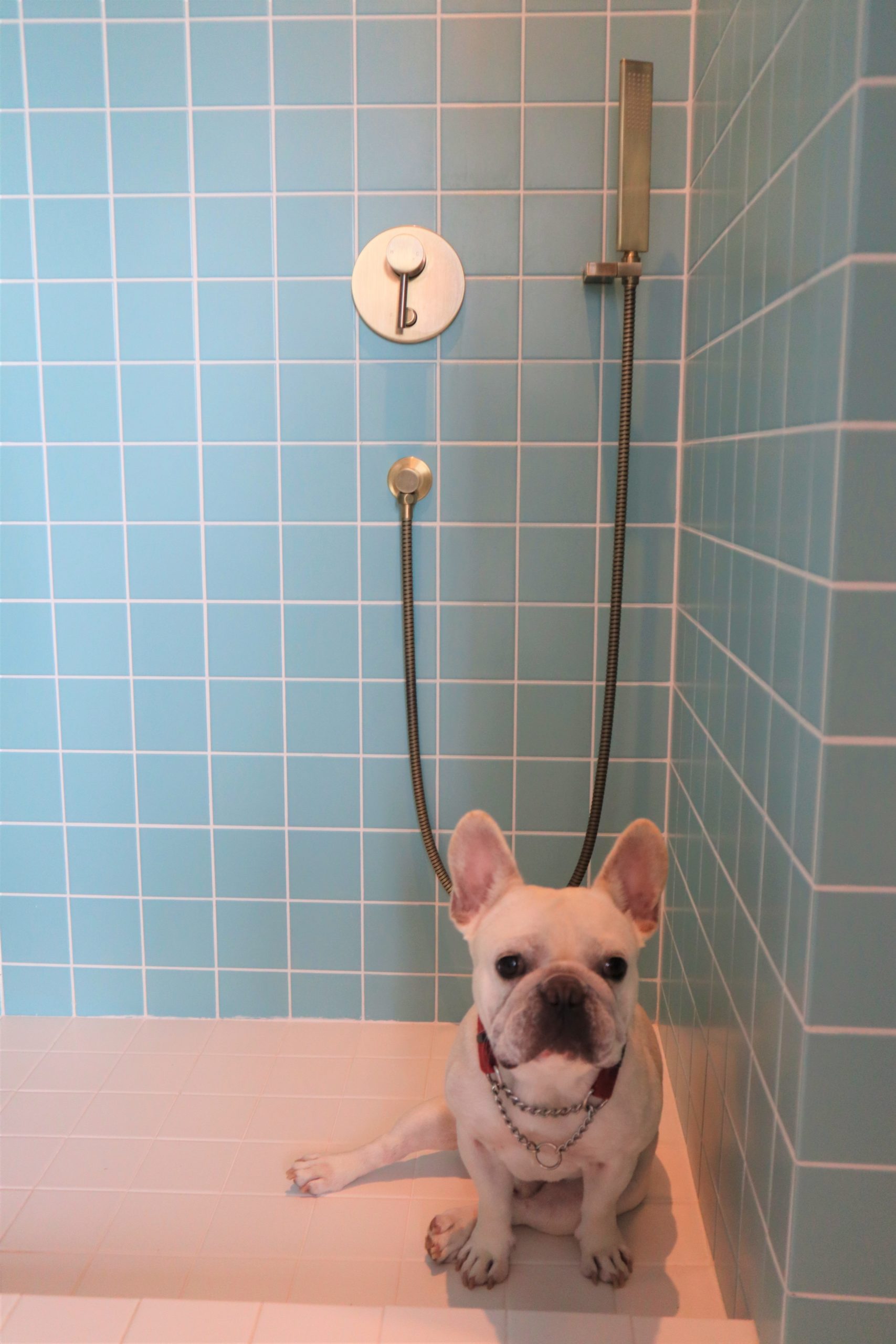 Petfriendly serviced apartments in Hong Kong The Nate